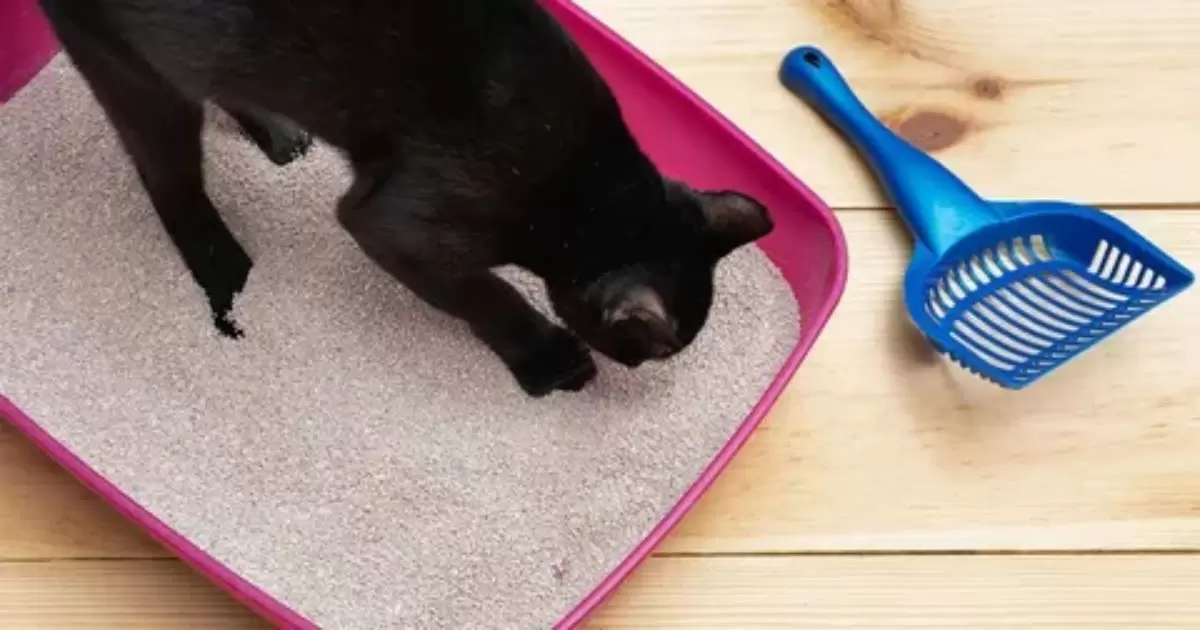 Investigating Claims that Vinegar Disintegrates Cat Litter