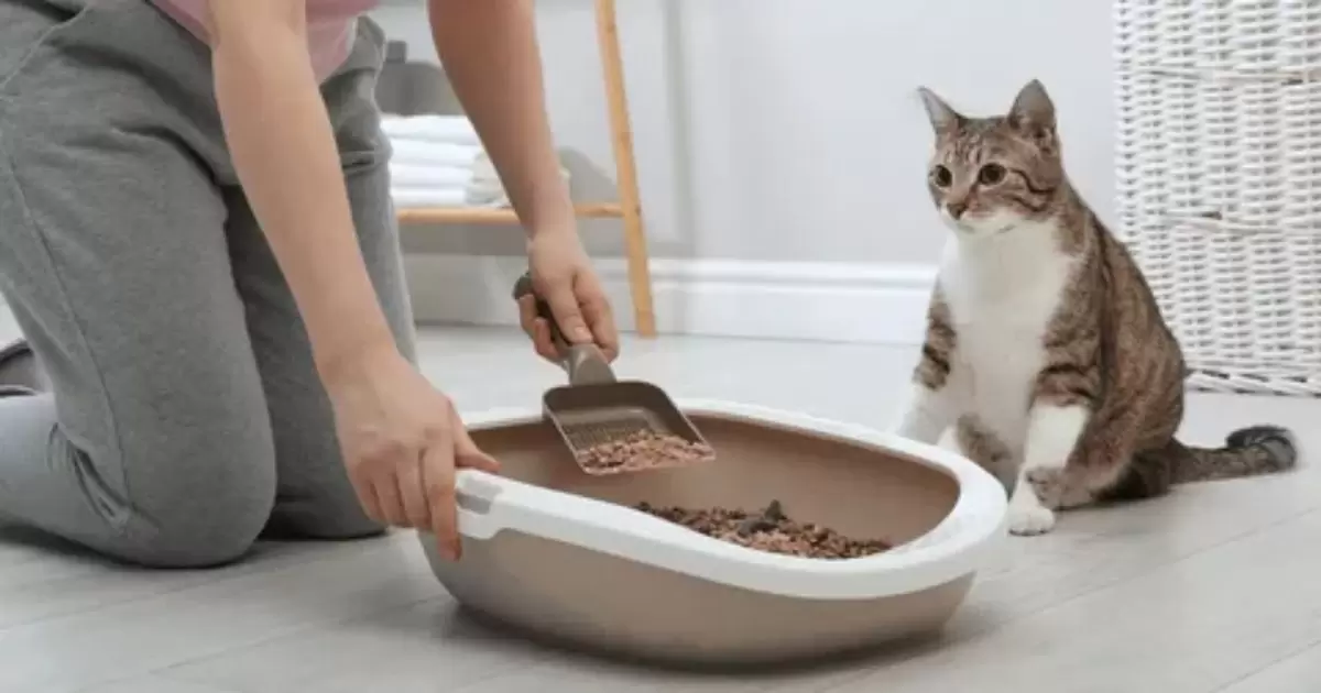 Is It Illegal To Dump Cat Litter?