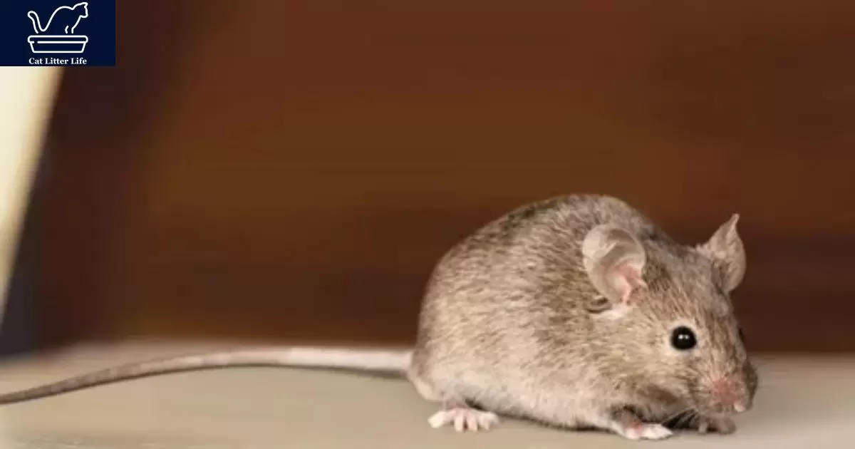 Alternative Methods to Repel Mice