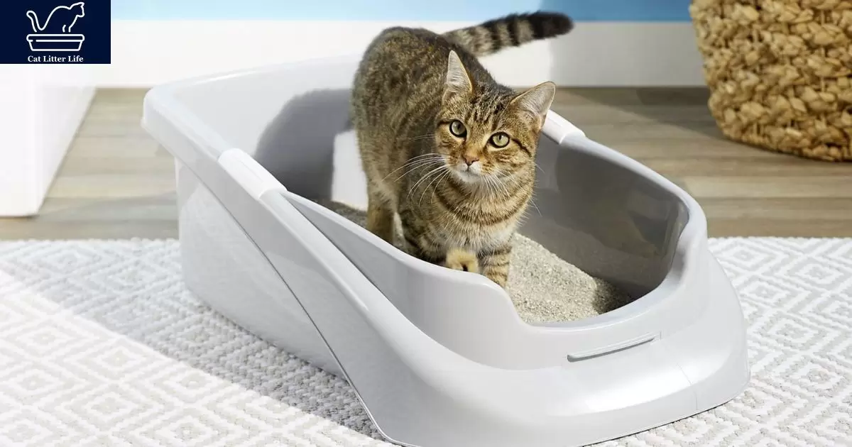 Alternatives to Sand for Cat Litter