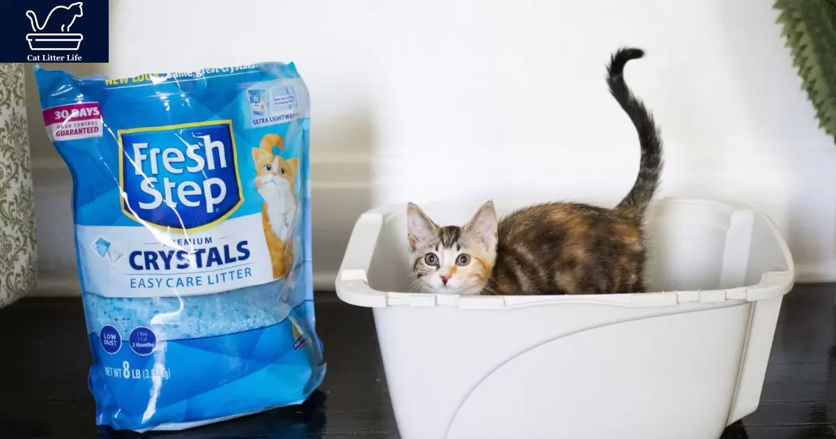 Alternatives to Scented Cat Litter