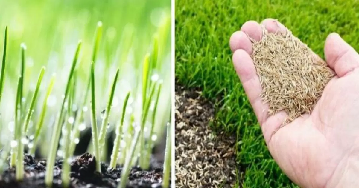 Best Grass Seed Varieties for Cat Litters