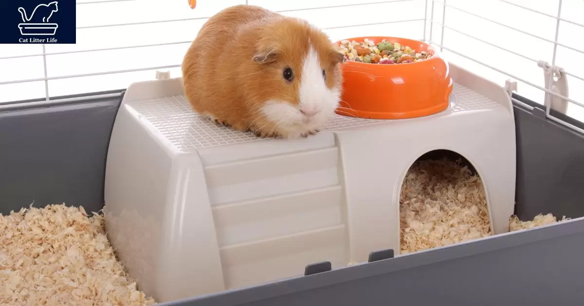 Can I Use Cat Litter For Guinea Pigs?