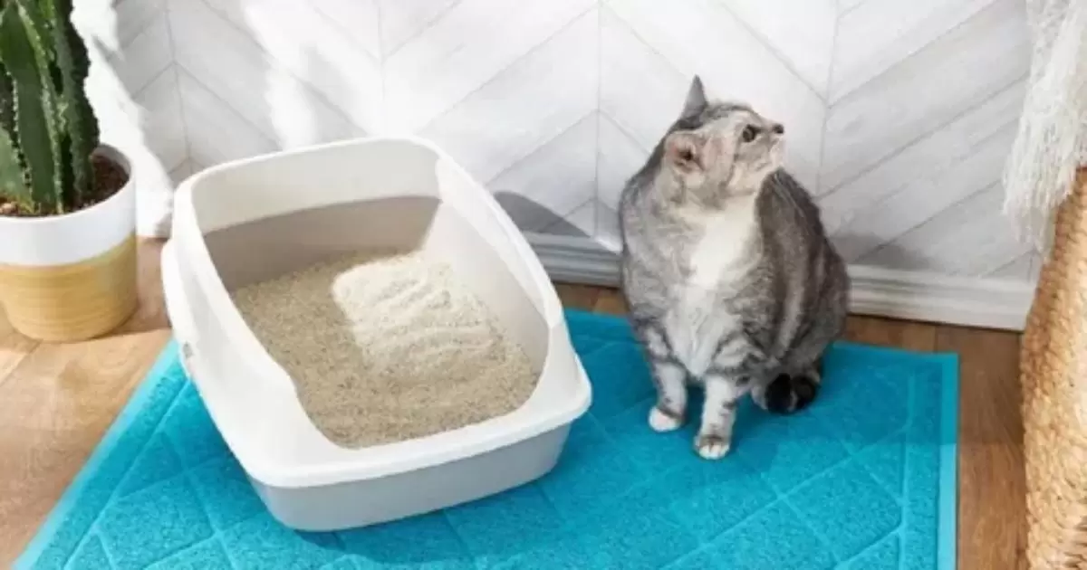 Can I Use Rice As Cat Litter?