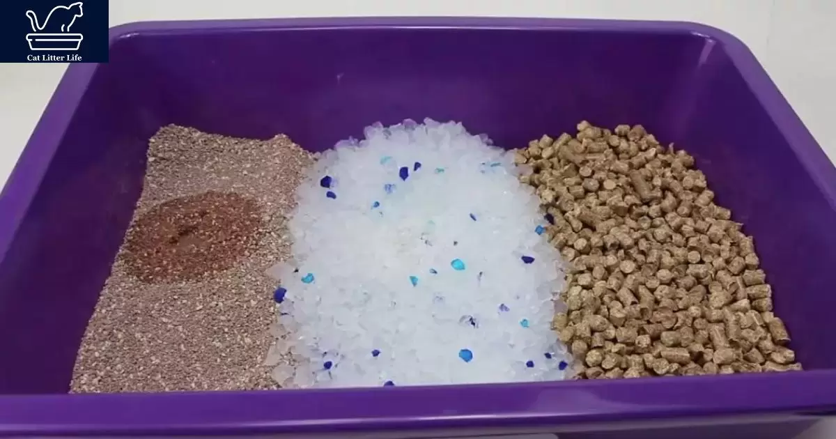 Can I Use Sand For Cat Litter?