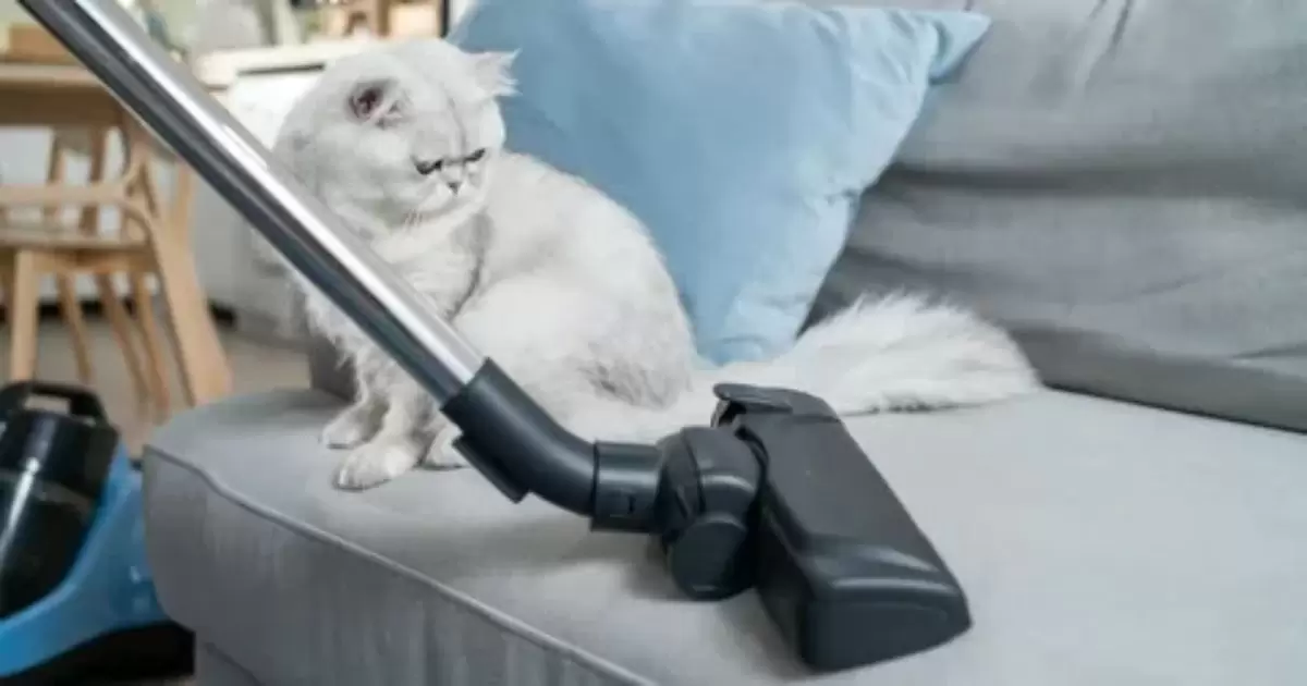 Can I Vacuum Cat Litter?