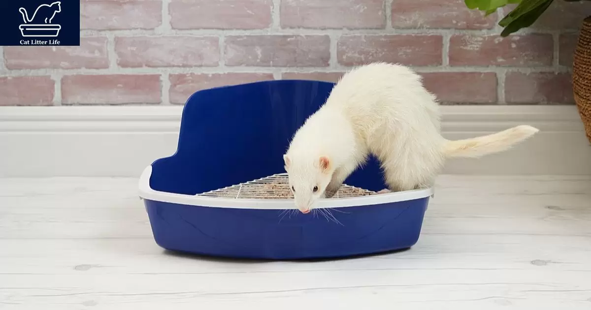 Can You Use Cat Litter For Ferrets?