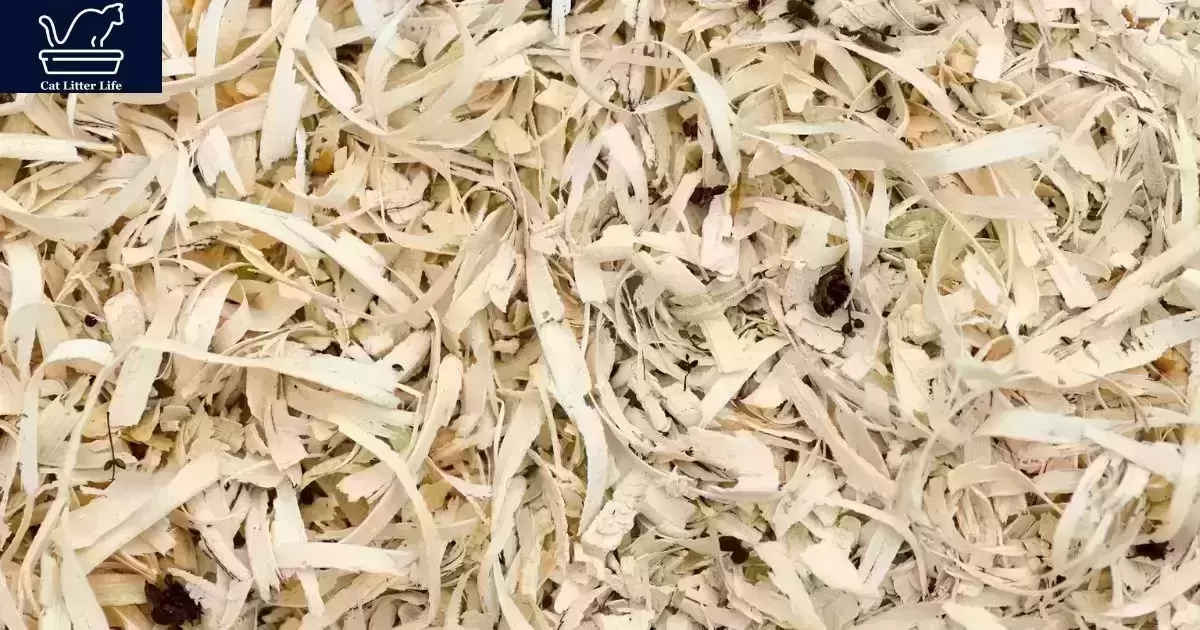 Can You Use Pine Shavings For Cat Litter?