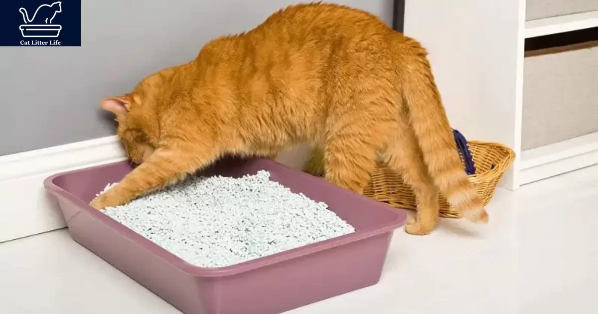 Common Causes: Why Does My Cat's Litter Smell So Bad?