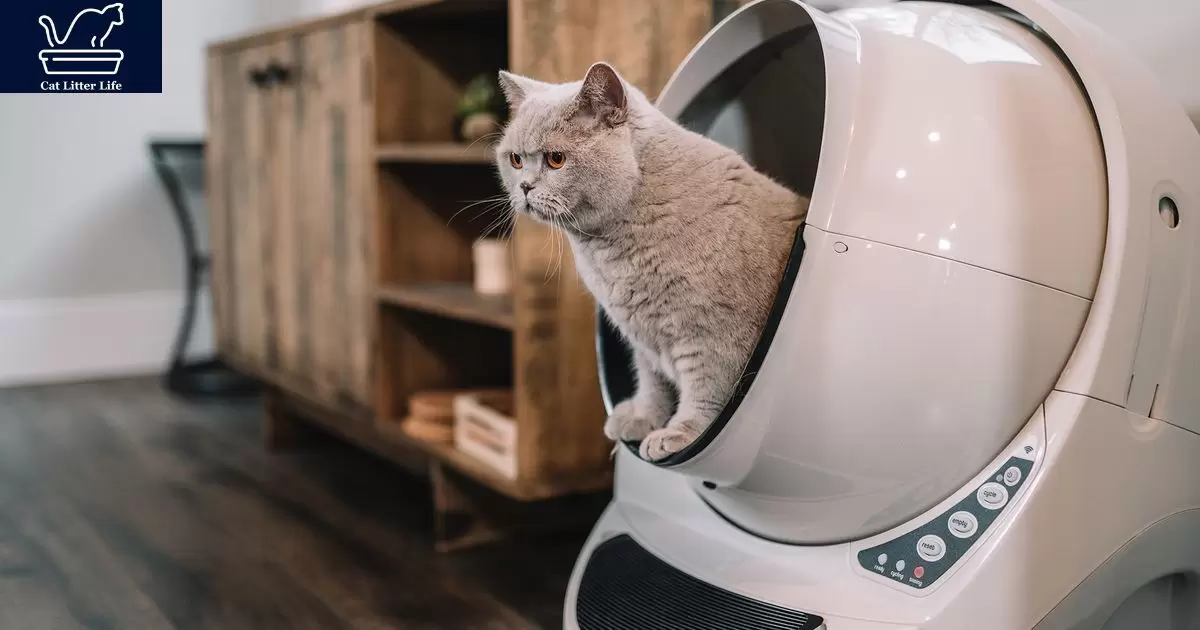 Determining the Cause of Litter Box Meowing