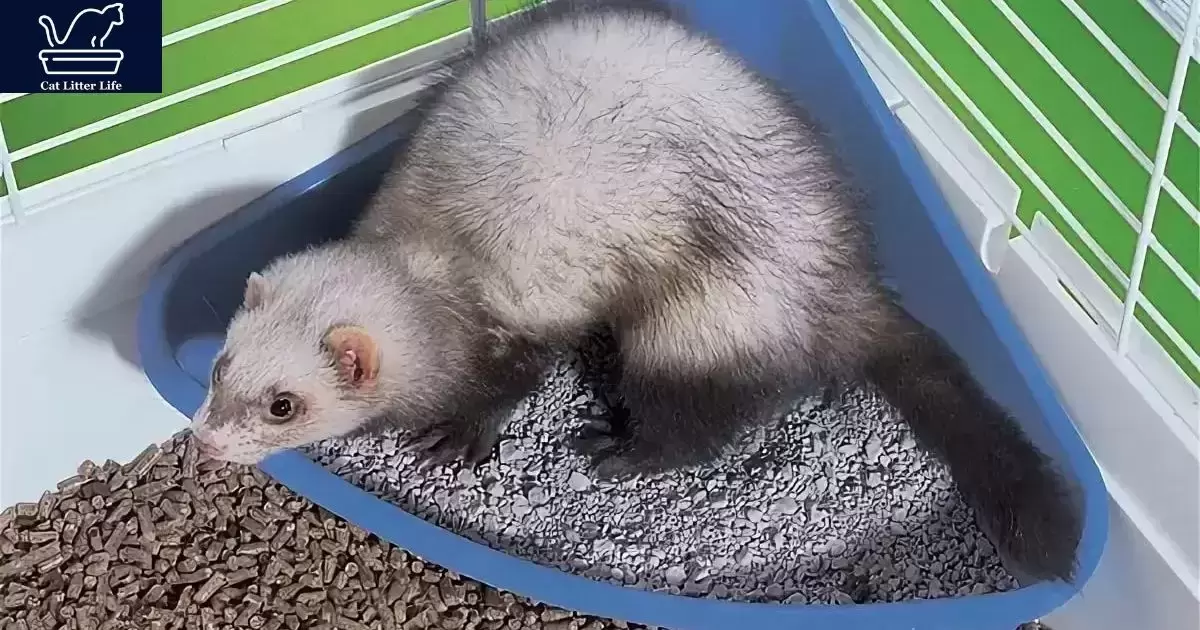 Homemade Cat Litter Options for Ferrets