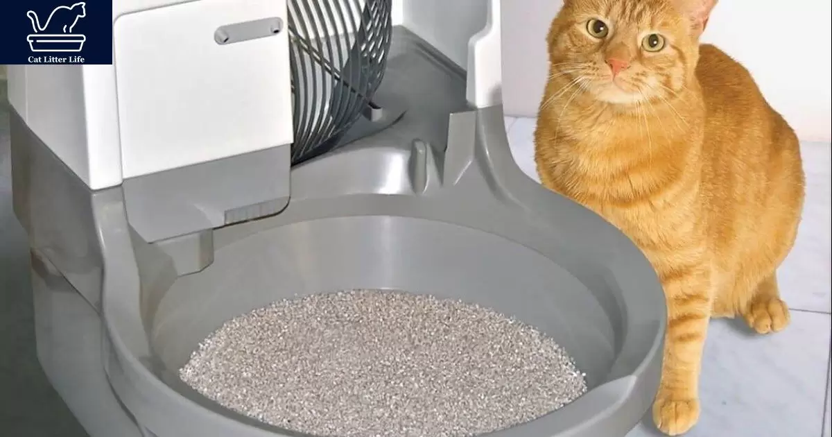 How Cat Litter Could Deter Mice