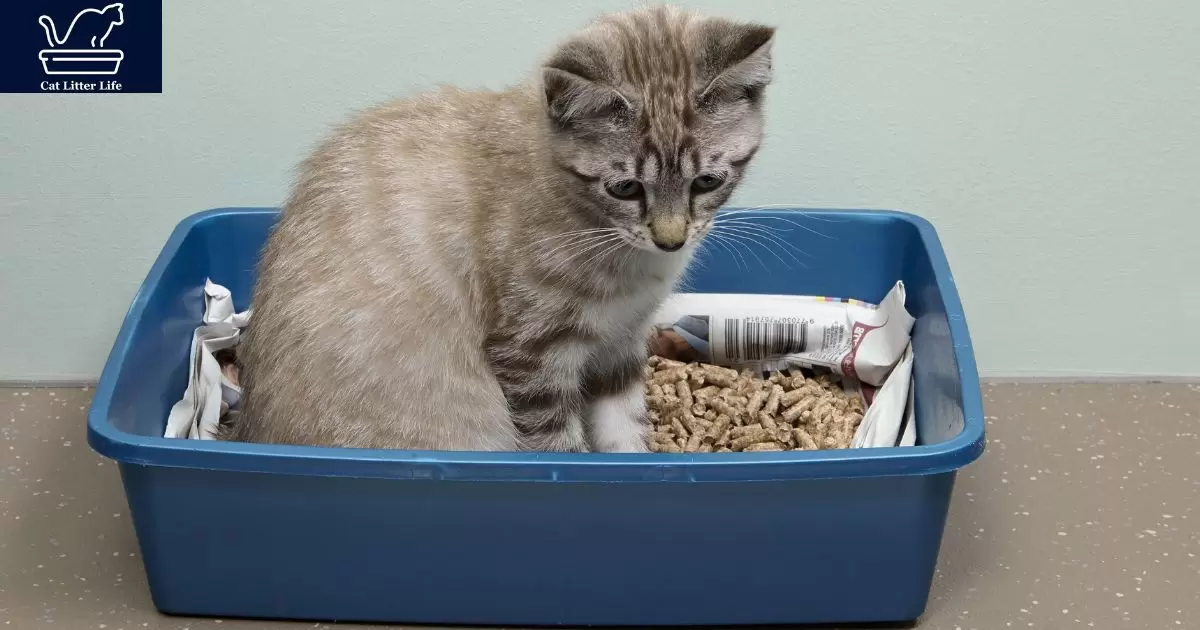 How To Open Tidy Cats Litter Bucket?