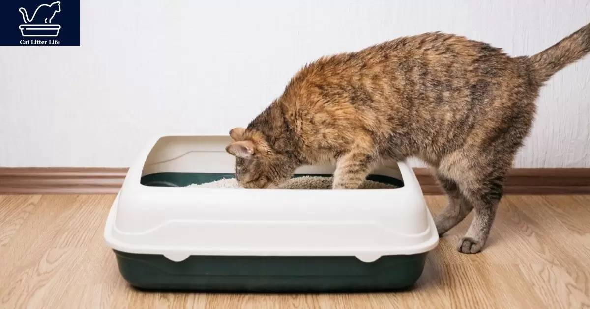 Introduce Your Cat to the New Litter Box