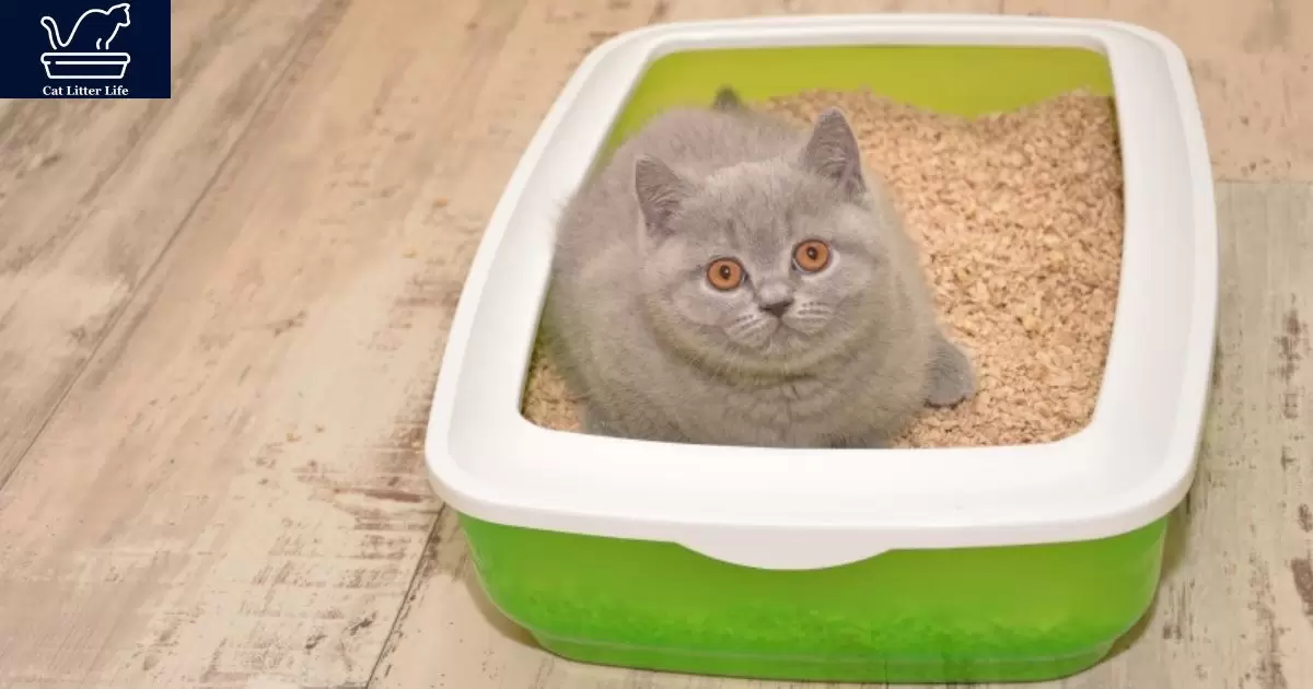 Is Scented Cat Litter Bad For Cats?