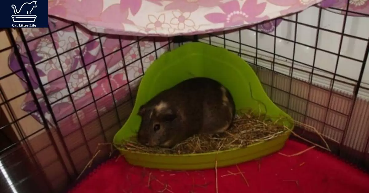 Key Factors to Consider With Cat Litter as Guinea Pig Bedding