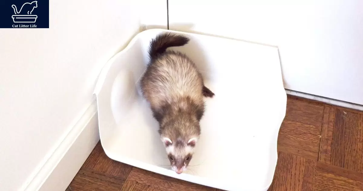 Litter Box Tips for Ferrets