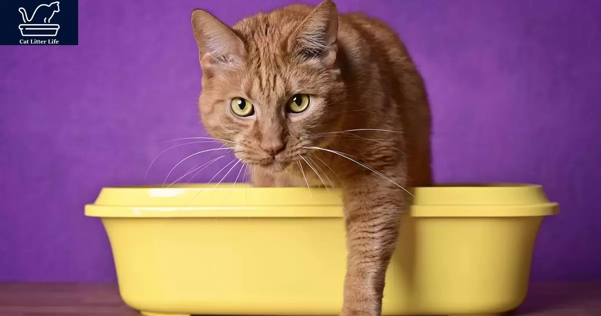 Marking Territory Behavior Behind My Cat Missing The Litter Box