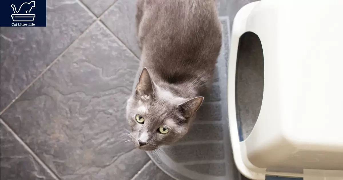 Medical Reasons A Cat May Avoid the Litter Box