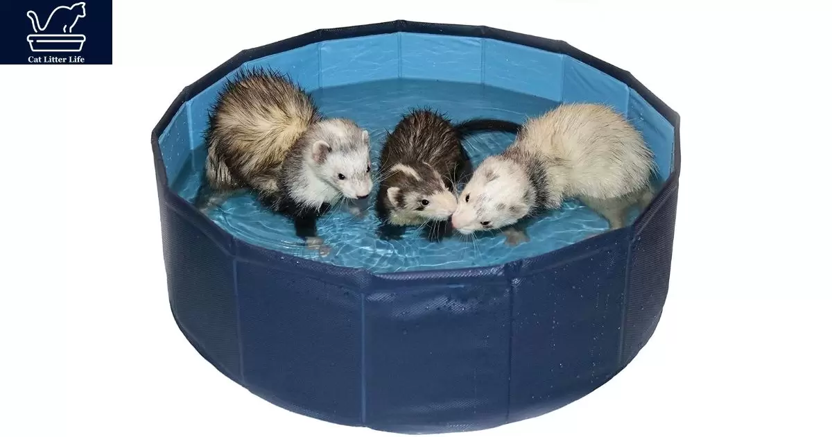 Popular Safe Cat Litters for Ferrets