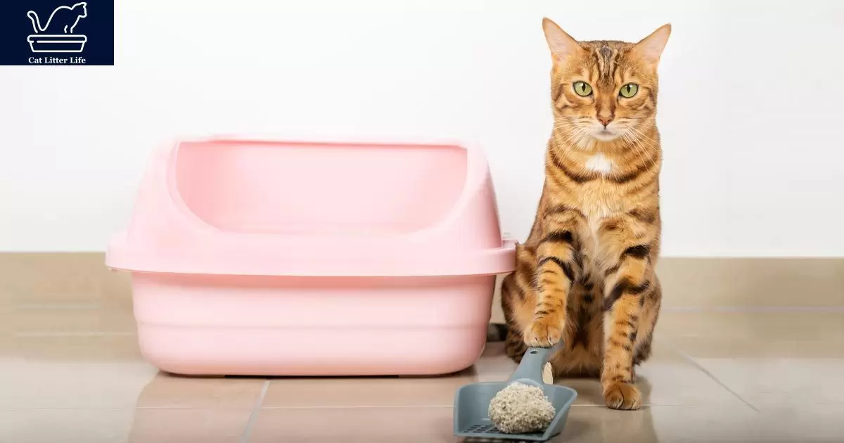 Potential Causes and Solutions for Cat Peeing Outside the Litter Box