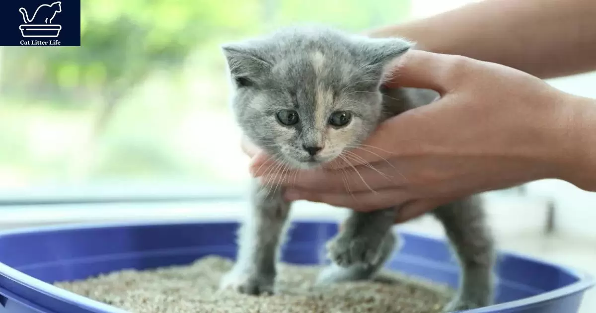 Setting Cats Up for Litter Box Success