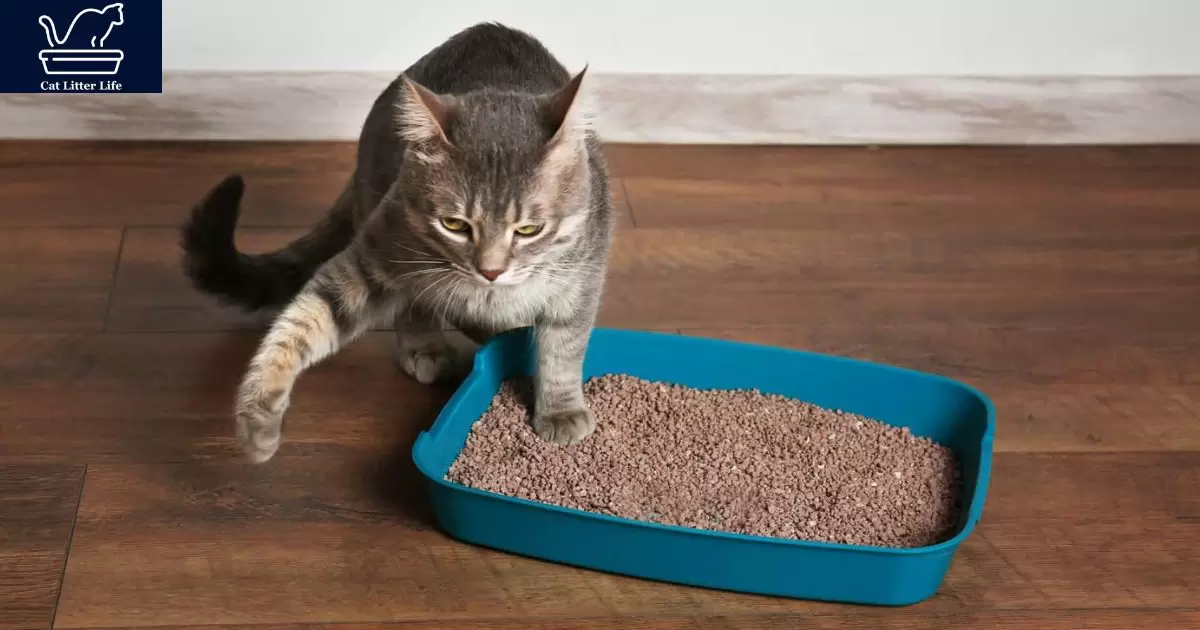 Steps to Open a Tidy Cat's Litter Bucket