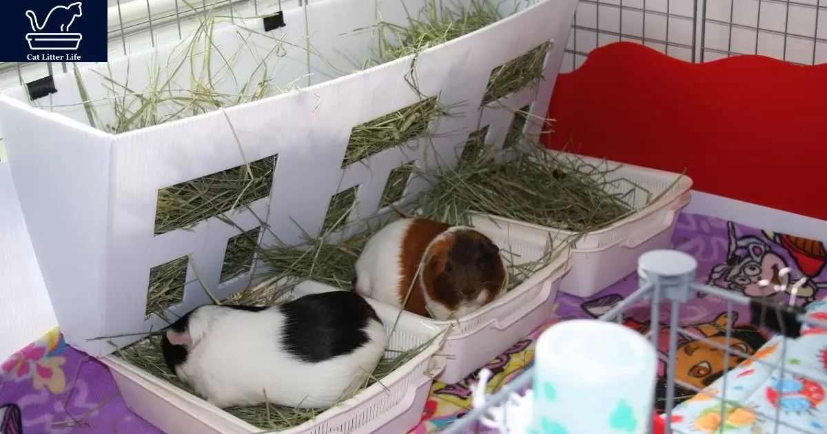 Suitability of Common Cat Litter Types for Guinea Pigs