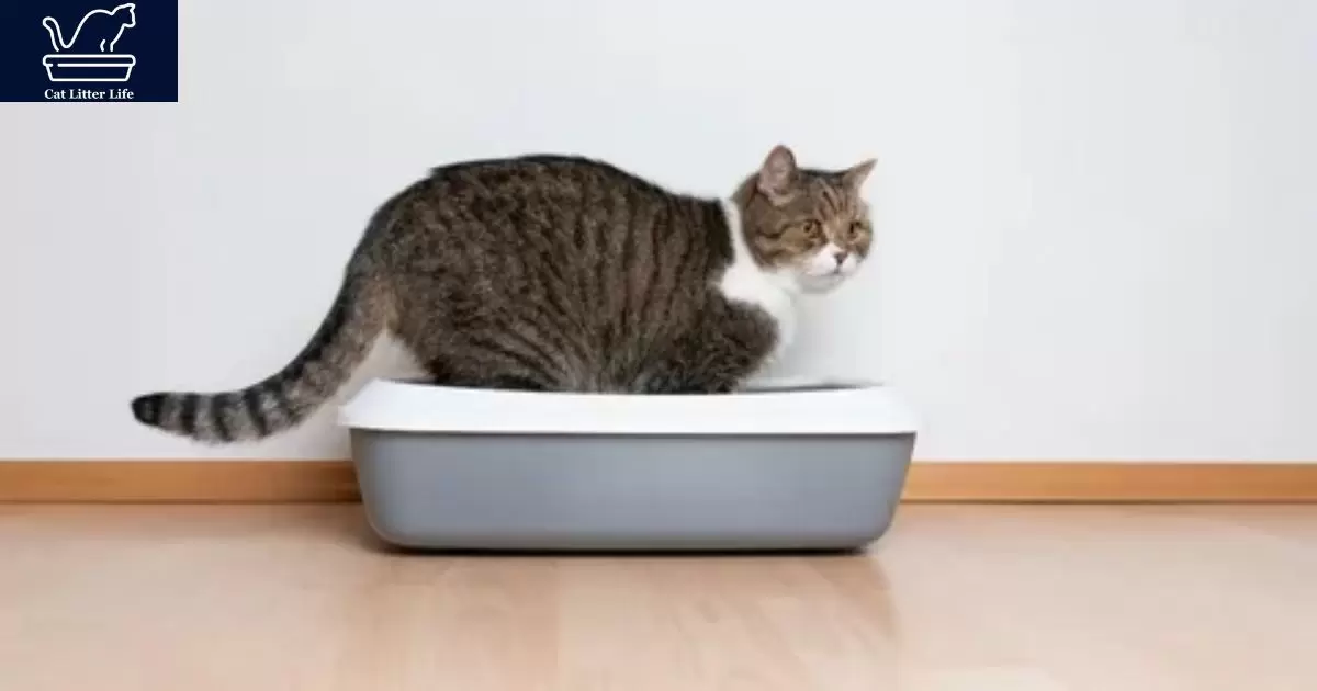 Tackling Litter Box Avoidance in Cats