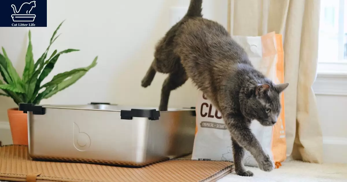 Tips for Using Cat Litter to Deter Mice