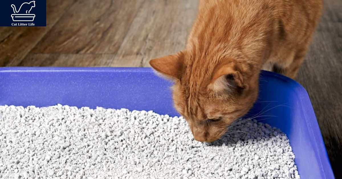 Transition Slowly to the New cat Litter