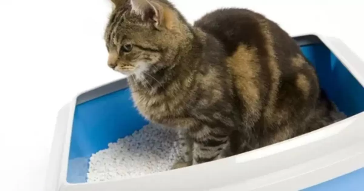 What Type of Rice is Best for Cat Litter