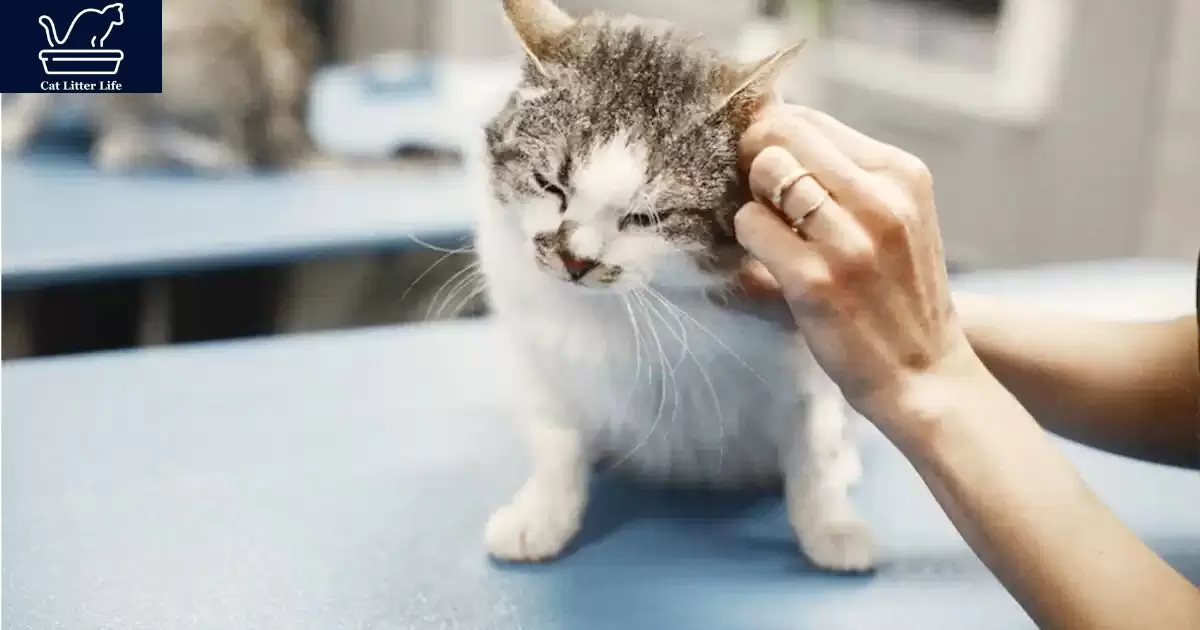 When Meowing Indicates a Medical Issue