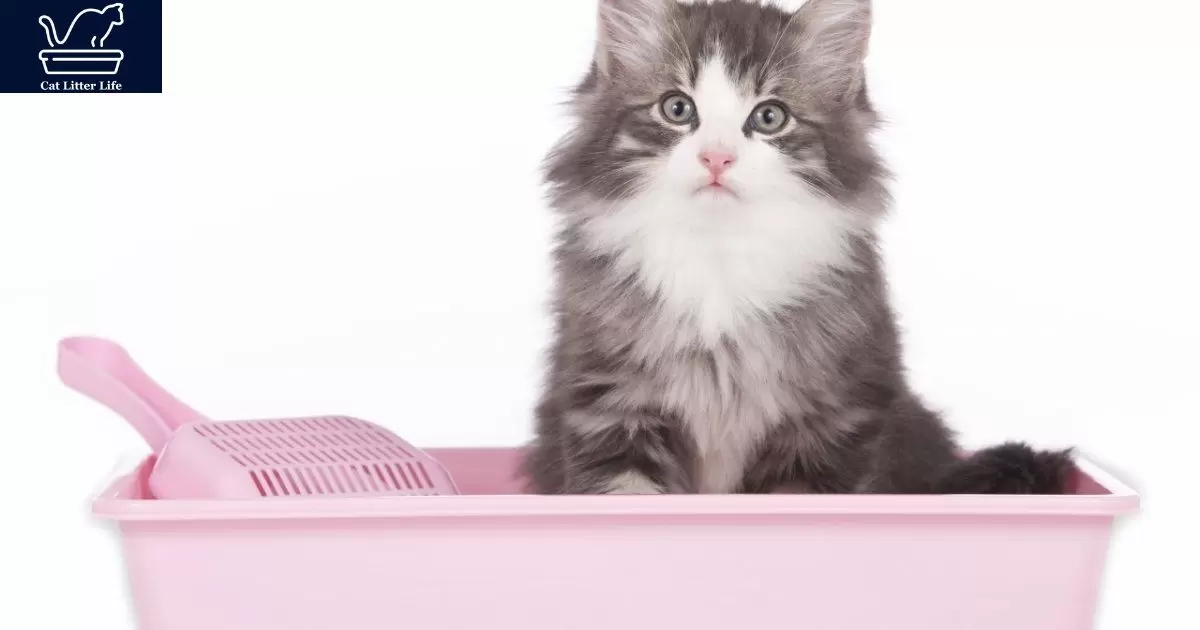 When to Consult a Vet About Litter Box Odors