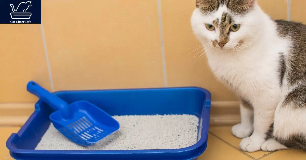 When to See the Vet About Smelly Litter