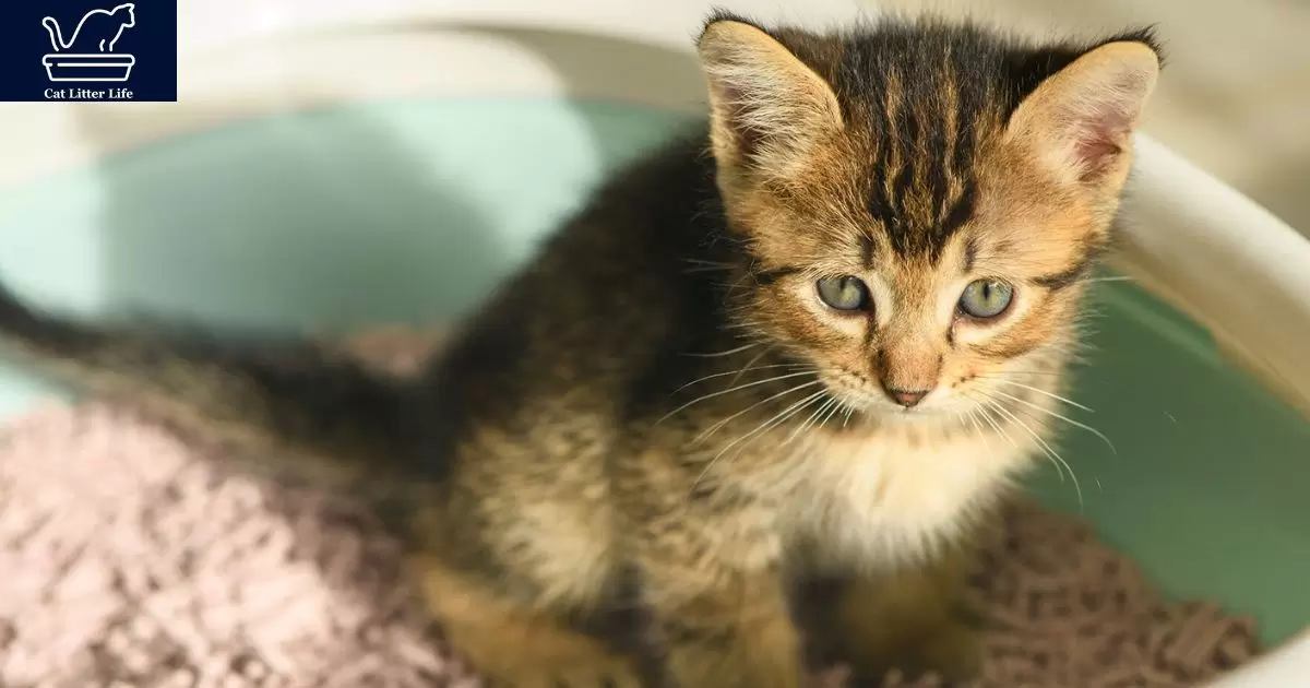 Why Do Cats Watch You Clean Their Litter Box?