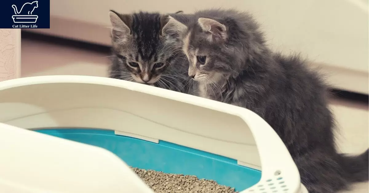 Why Does Cat Litter Smell So Bad?