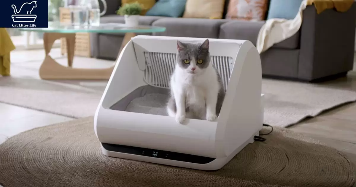 Why Does My Cat Just Sit In The Litter Box?