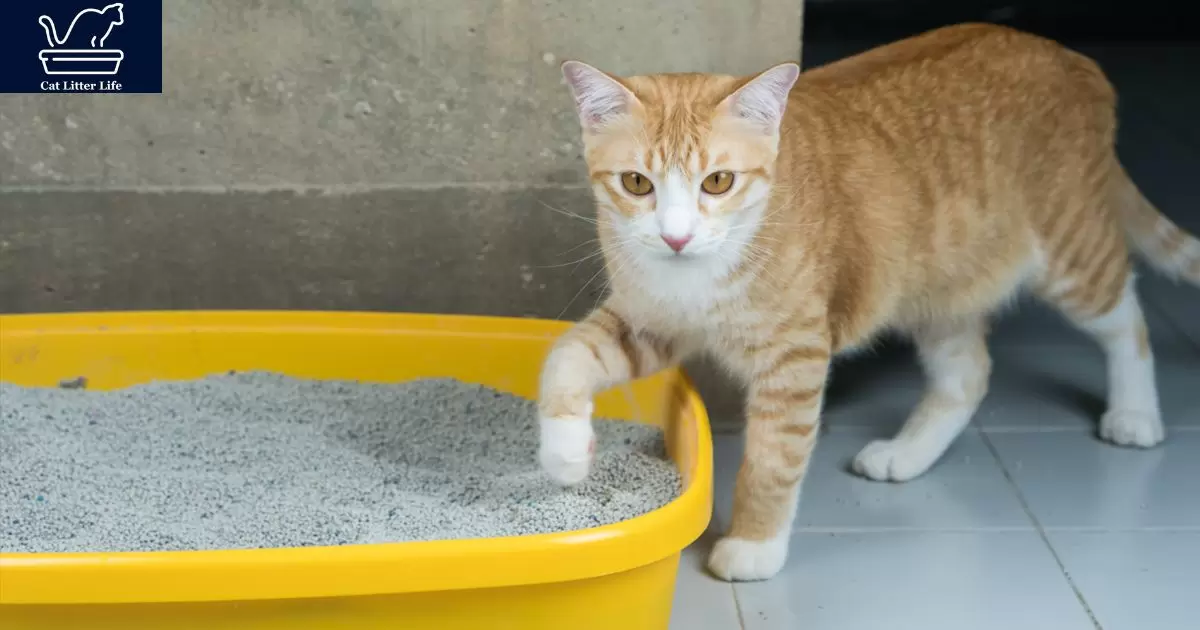 Why Is My Cat Peeing Right Outside The Litter Box?