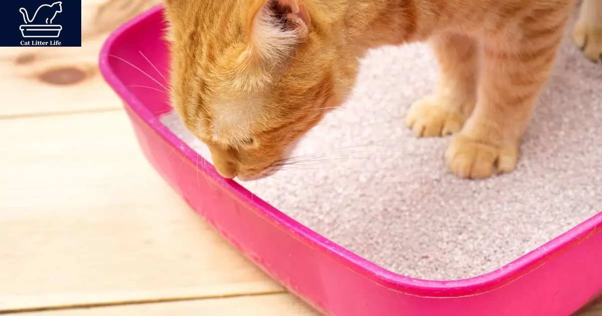 Why Is My Cat Suddenly Not Using The Litter Box?