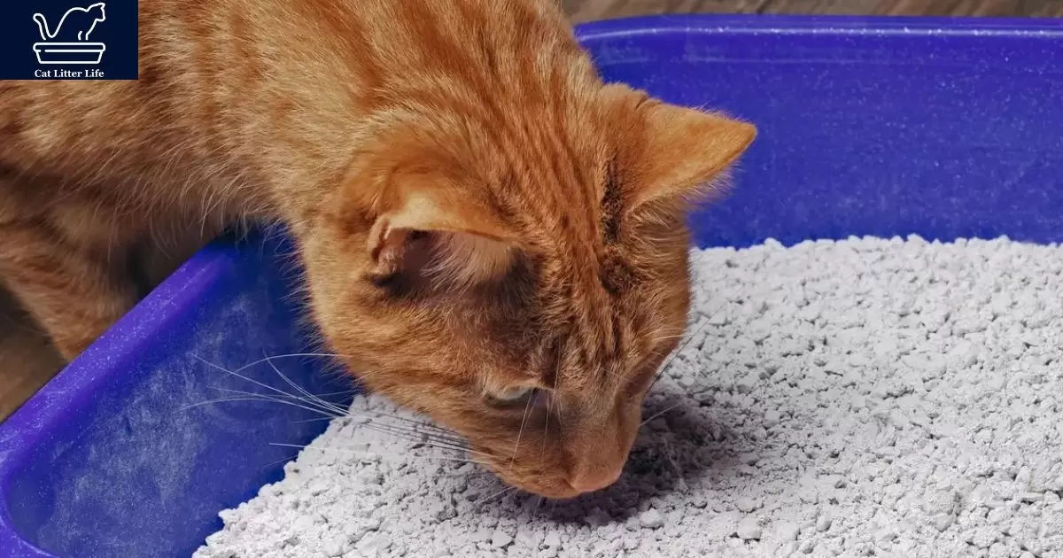 Why Is My Female Cat Laying In The Litter Box?