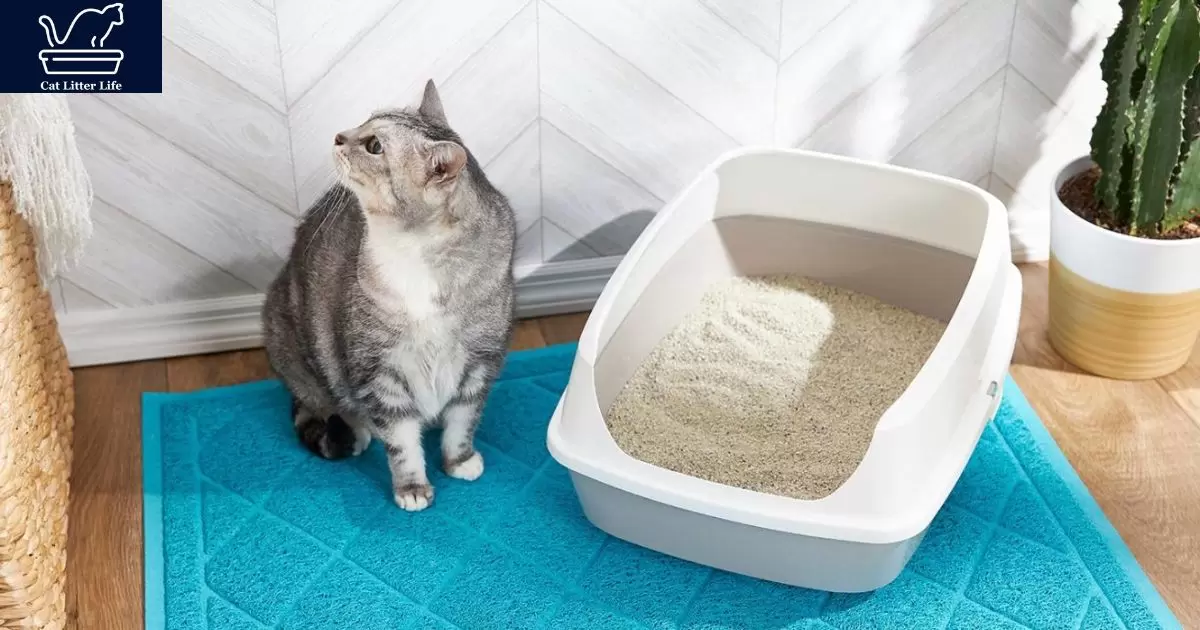 Why Would My Cat Stop Using The Litter Box?