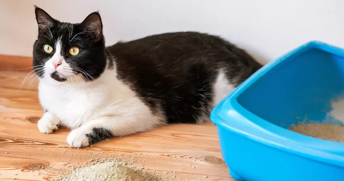 Can You Use Cat Litter for Rabbits?