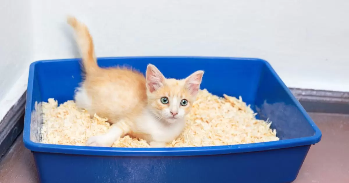 How To Store Cat Litter?